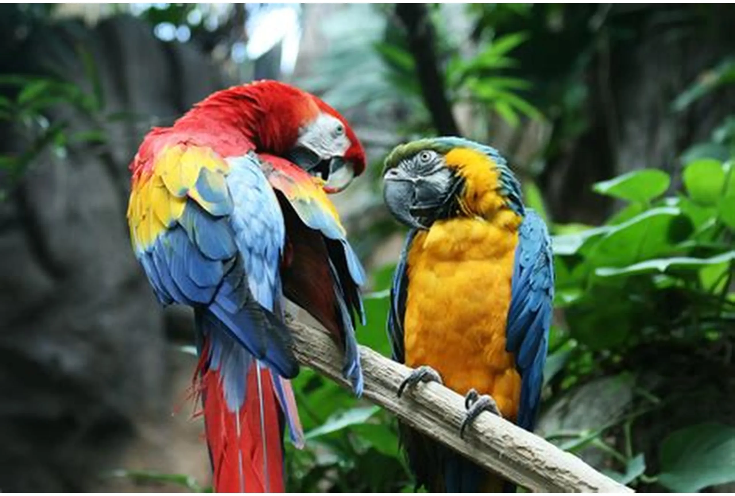 Exotic Birds for Sale