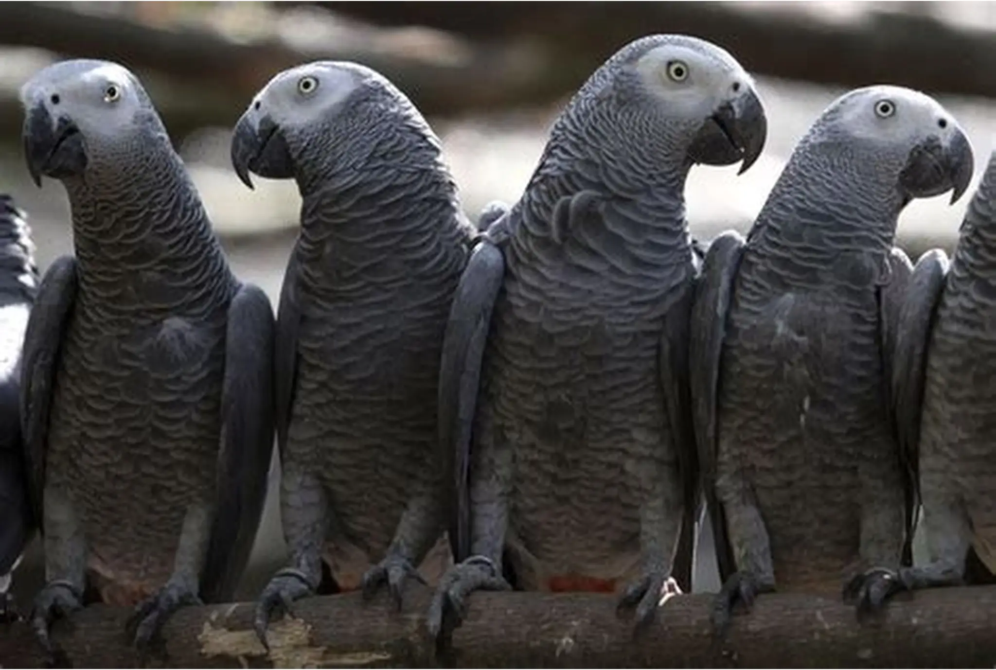 African Grey Parrots for Sale