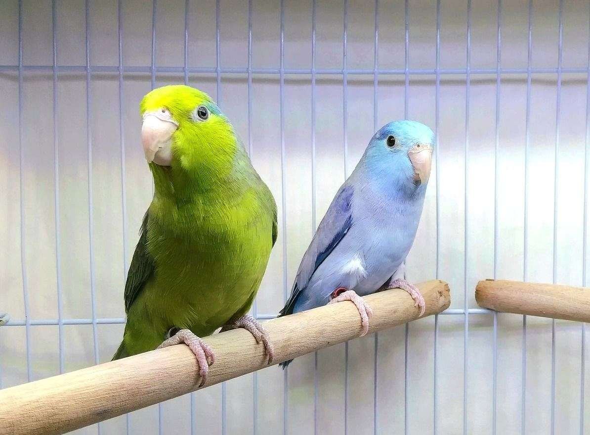 Parrotlets for Sale: Complete Buyer’s Guide to Price, Personality & Care.