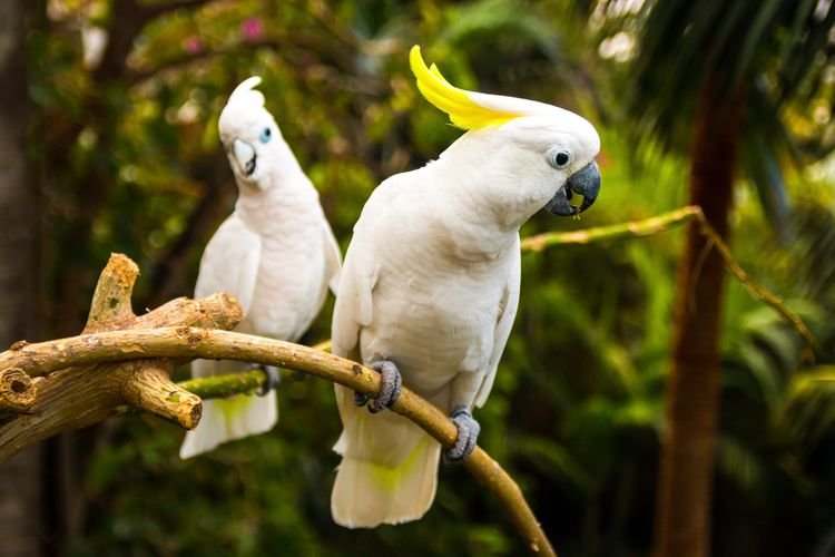 Cockatoos for Sale: Complete Guide to Species, Prices, Personality & Care